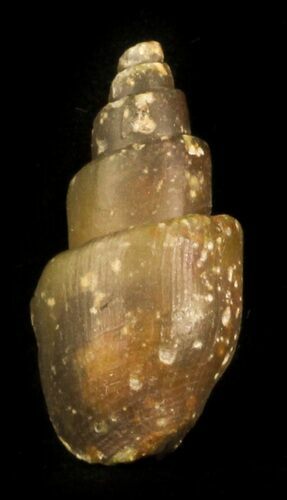 Agatized Fossil Gastropod From Morocco - #30283
